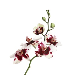 Photo of Branch with beautiful tropical orchid flowers on white background