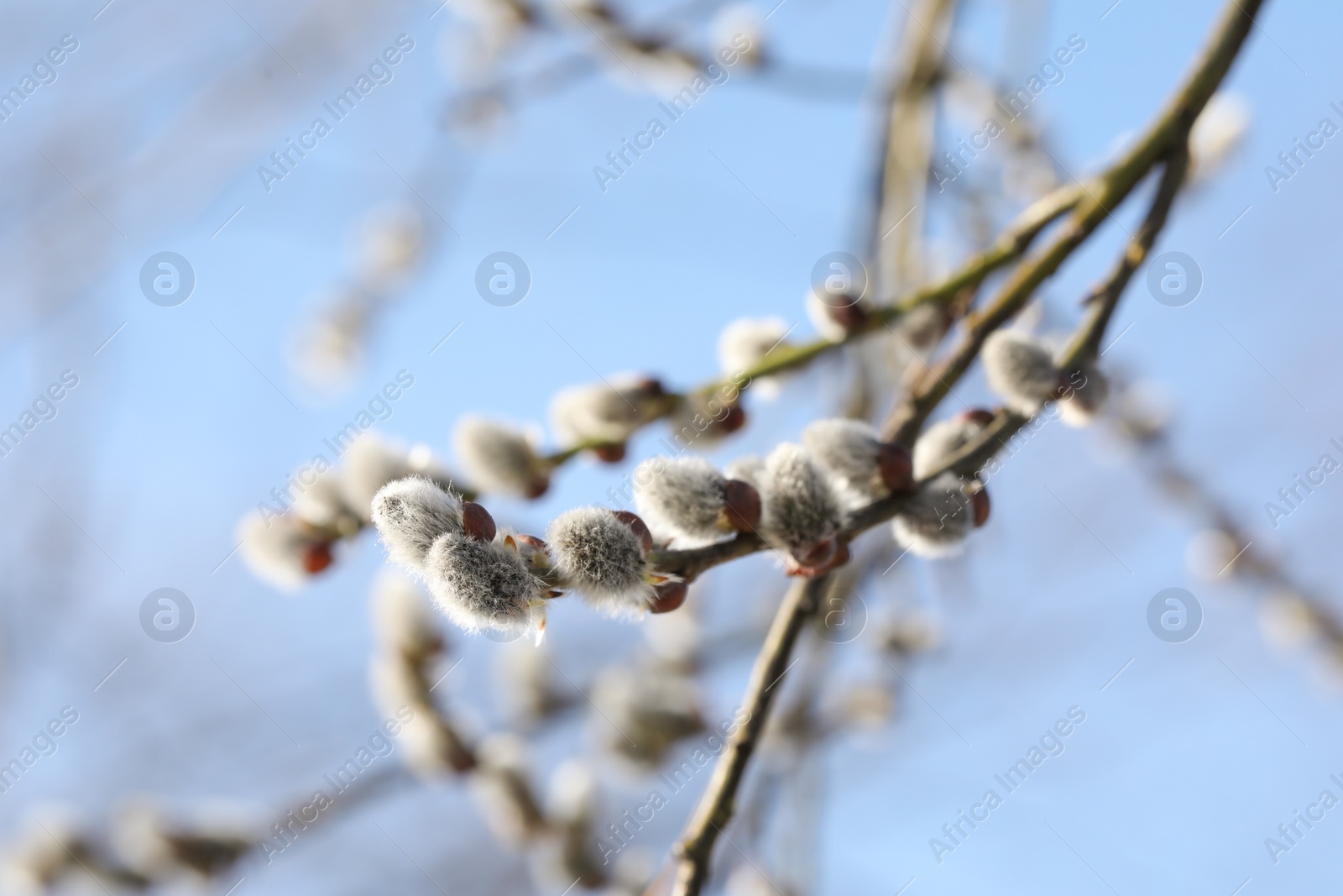 Photo of Beautiful pussy willow branches with flowering catkins against blue sky, closeup