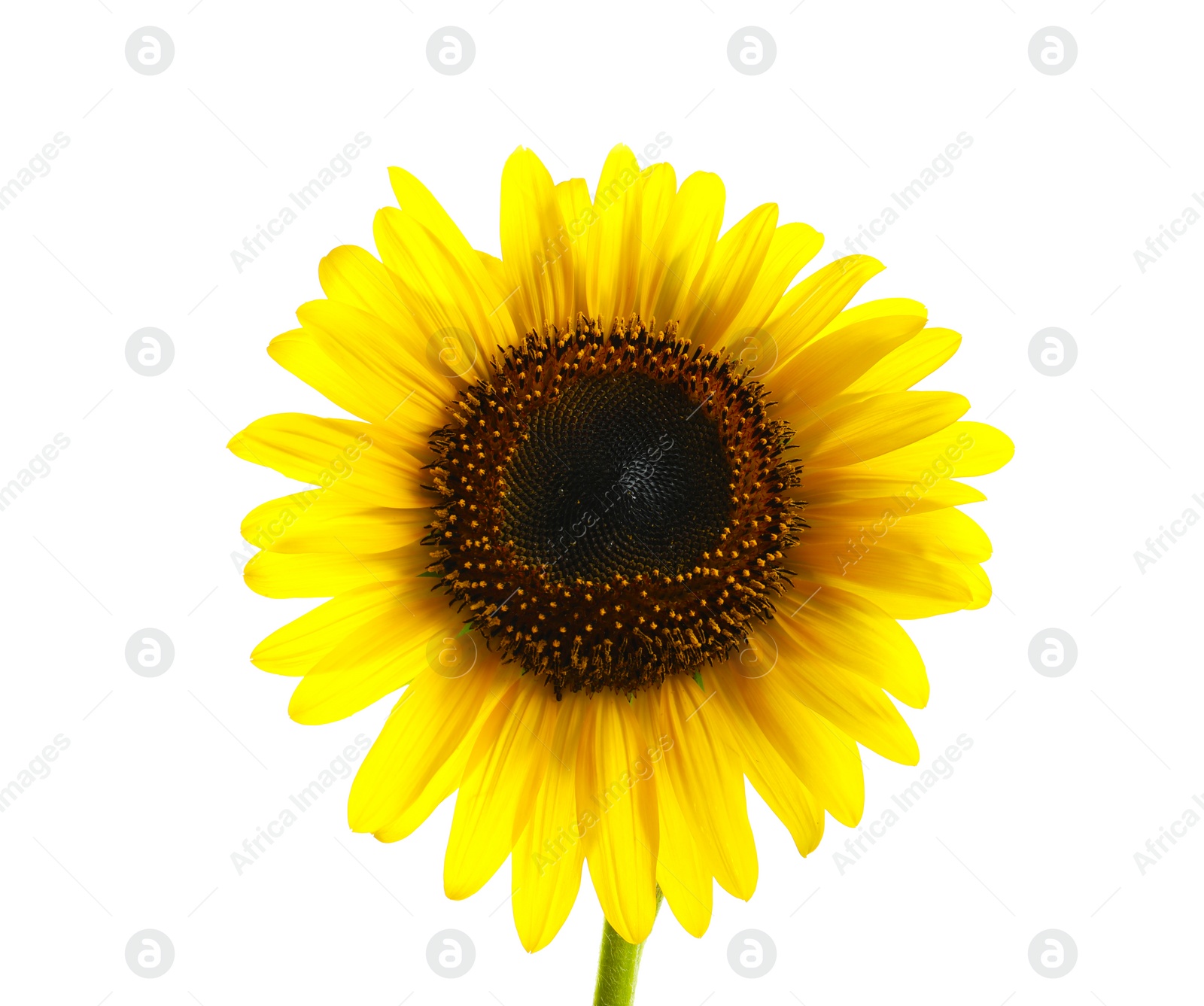 Photo of Beautiful bright yellow sunflower on white background