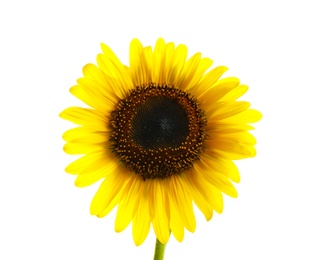 Photo of Beautiful bright yellow sunflower on white background