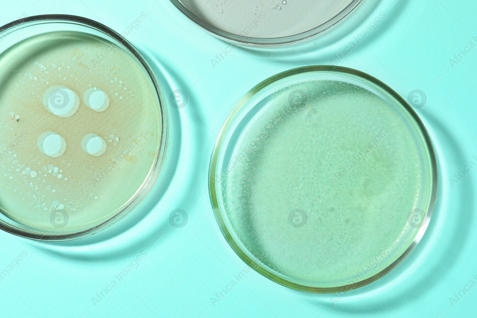 Photo of Petri dishes with liquids on turquoise background, flat lay