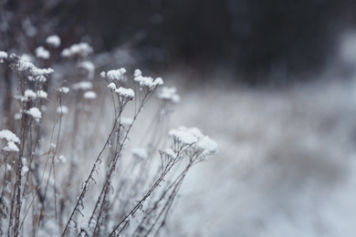 Photo of Dry plants covered with snow outdoors on cold winter morning, closeup