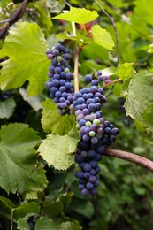 Photo of Ripe juicy grapes on branch growing in vineyard