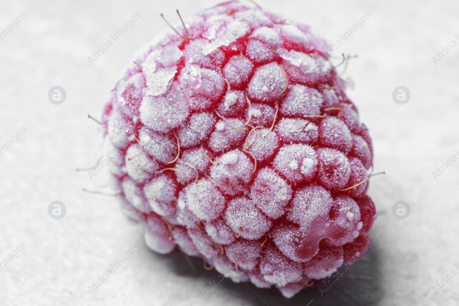 Photo of One frozen raspberry on light table, closeup