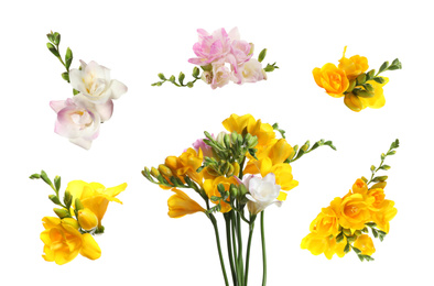Image of Set of yellow and pink freesia flowers on white background