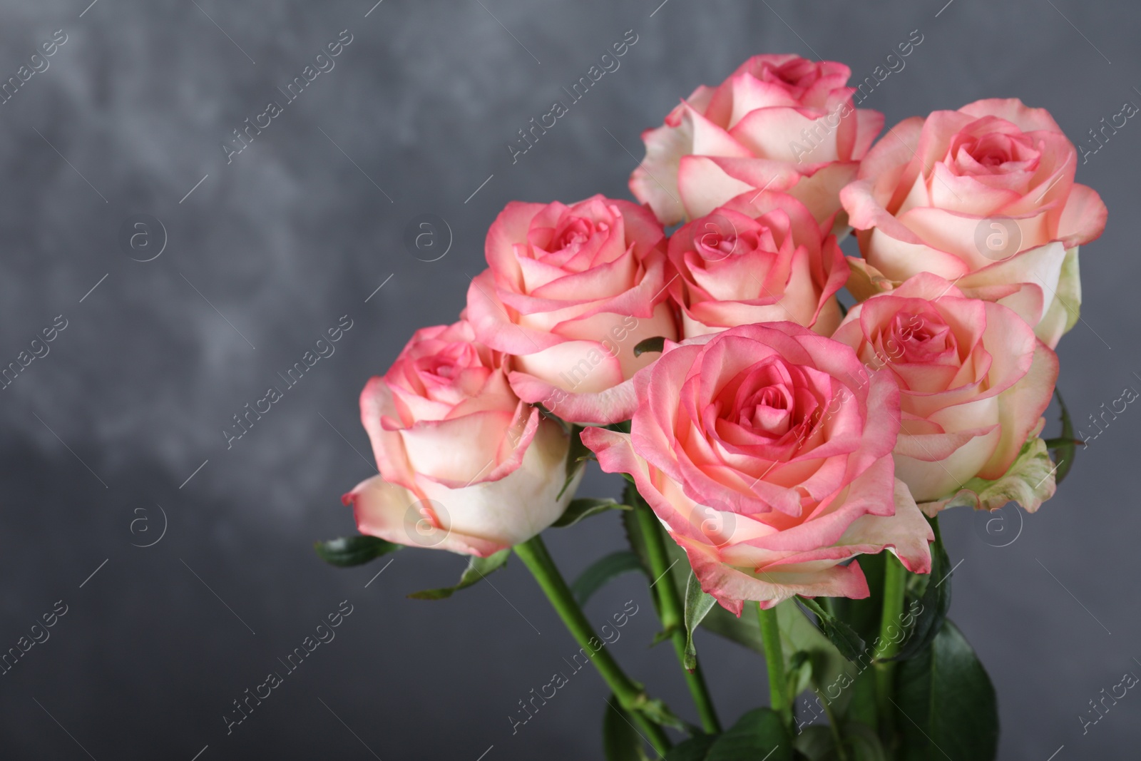 Photo of Bouquet of beautiful pink roses on grey background, closeup