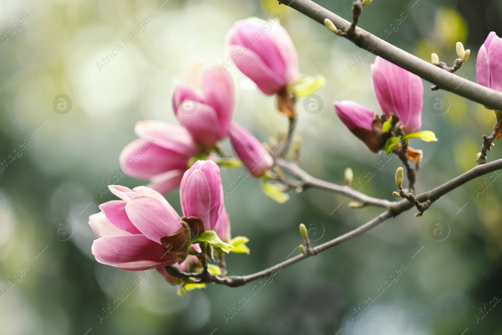 Photo of Magnolia tree with beautiful flowers outdoors, closeup. Amazing spring blossom