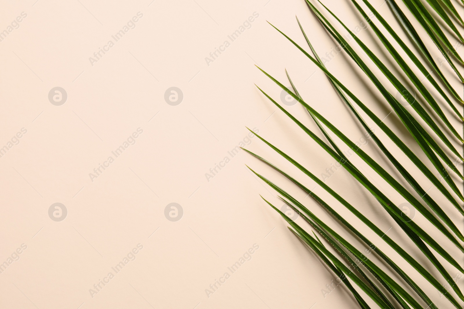 Photo of Beautiful tropical Sago palm leaf on color background, top view