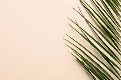 Photo of Beautiful tropical Sago palm leaf on color background, top view