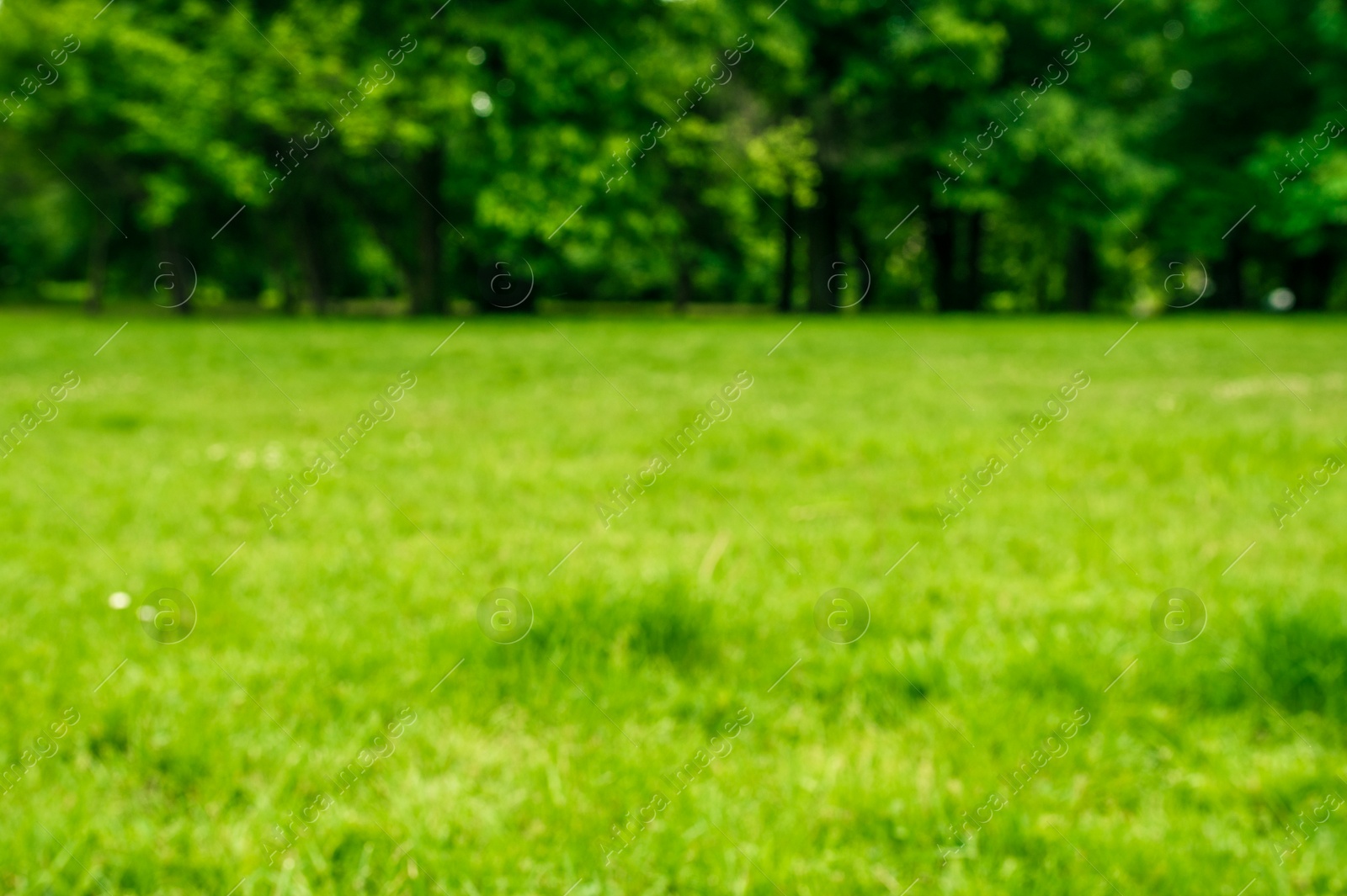 Photo of Beautiful lawn with many trees growing outdoors, blurred view