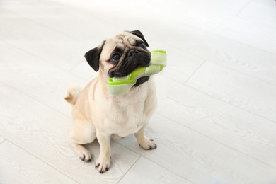 Image of Cute pug dog holding chew bone in mouth on floor indoors