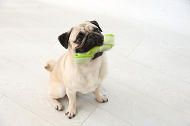 Cute pug dog holding chew bone in mouth on floor indoors