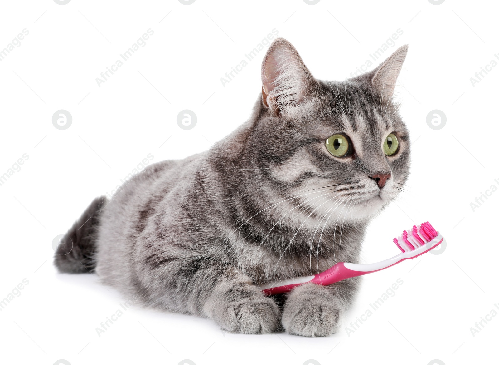 Photo of Beautiful gray tabby cat with toothbrush on white background