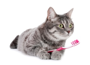 Photo of Beautiful gray tabby cat with toothbrush on white background