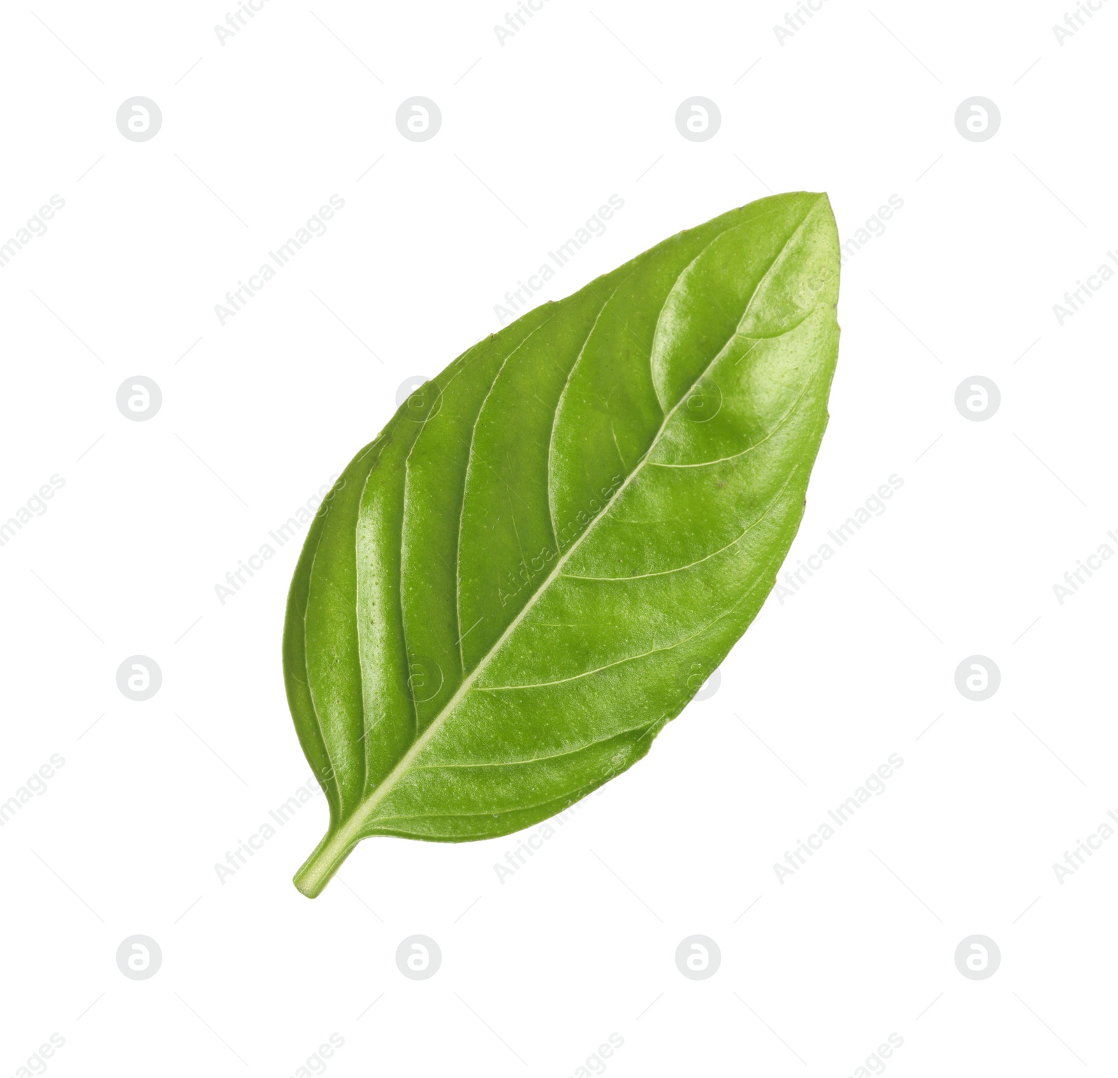 Photo of One green basil leaf isolated on white