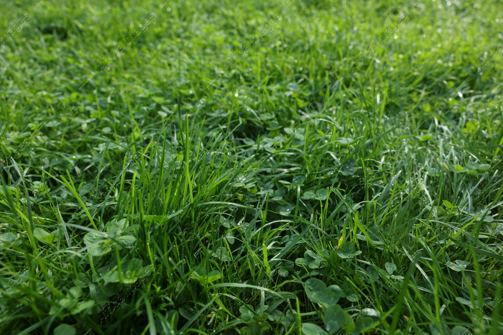 Photo of Fresh green grass with water drops growing outdoors in summer, closeup