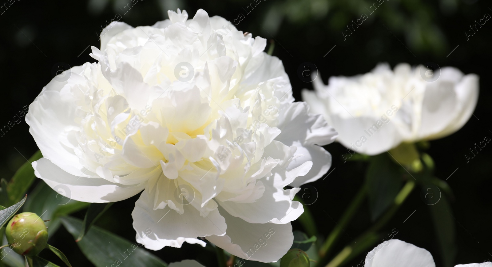 Photo of Closeup view of blooming white peony bush outdoors