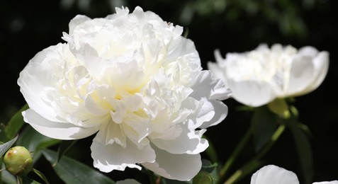 Photo of Closeup view of blooming white peony bush outdoors