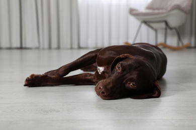 Photo of Cute German Shorthaired Pointer dog resting on warm floor. Heating system