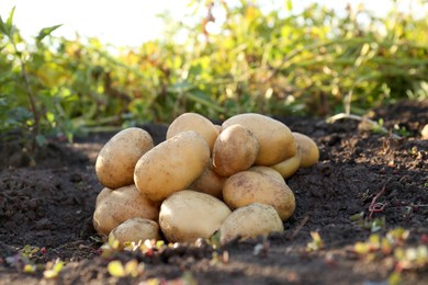 Photo of Pile of fresh ripe potatoes on ground outdoors