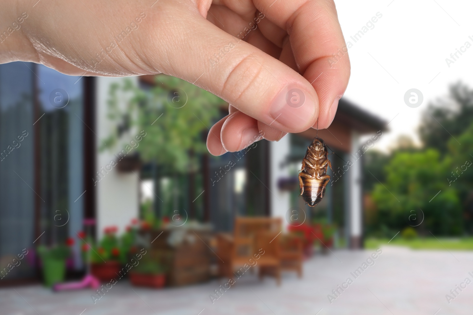 Image of Woman holding dead cockroach and blurred view of modern house on background. Pest control