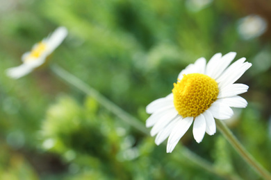 Beautiful chamomile flower growing in field, closeup. Space for text