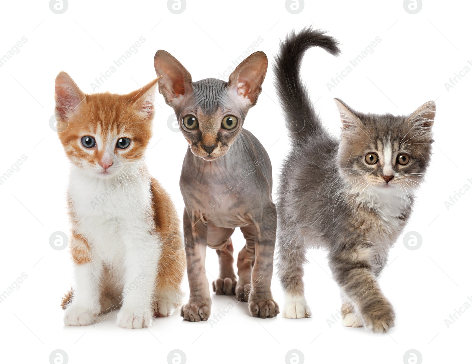 Image of Group of cute little kittens on white background