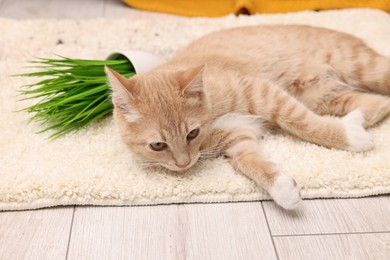 Cute ginger cat near overturned houseplant on carpet at home