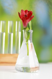 Photo of Beautiful red flower in laboratory glass flask on white table against blurred test tubes