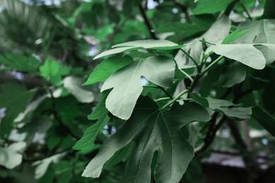Photo of Beautiful fig tree with green leaves outdoors. Tropical plant