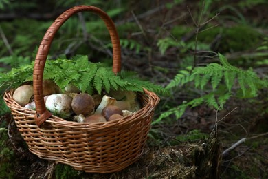 Photo of Basket full of fresh mushrooms in forest. Space for text