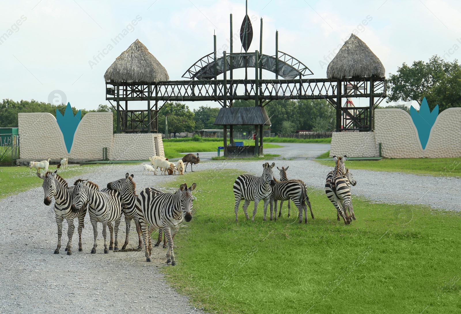 Photo of Beautiful zebras, emu and goats in safari park