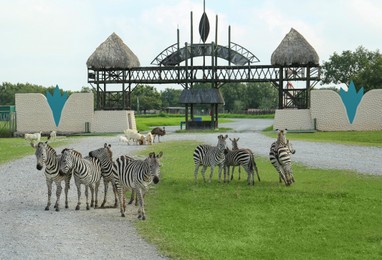 Photo of Beautiful zebras, emu and goats in safari park