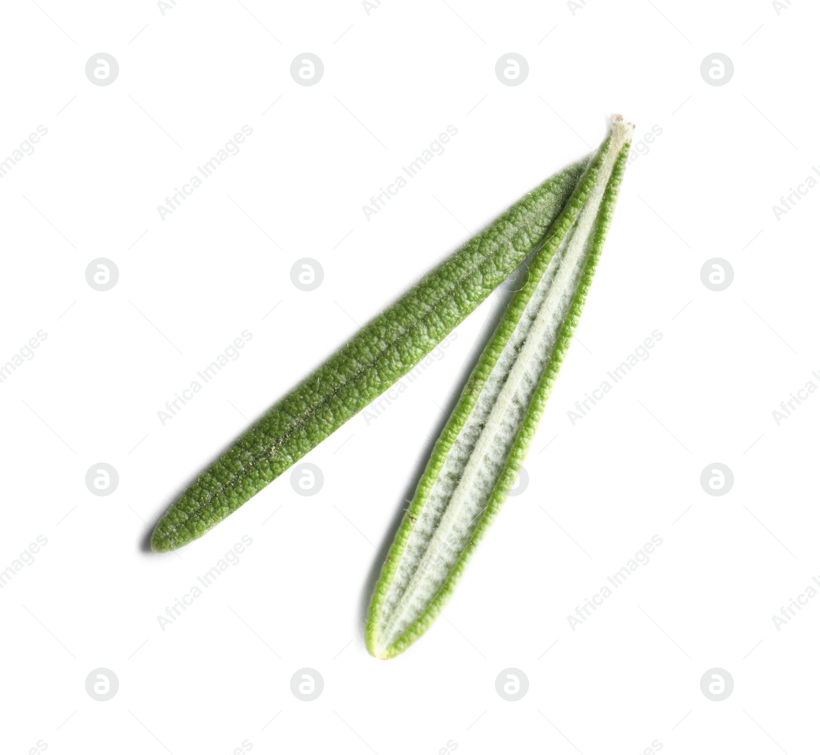 Photo of Fresh rosemary on white background