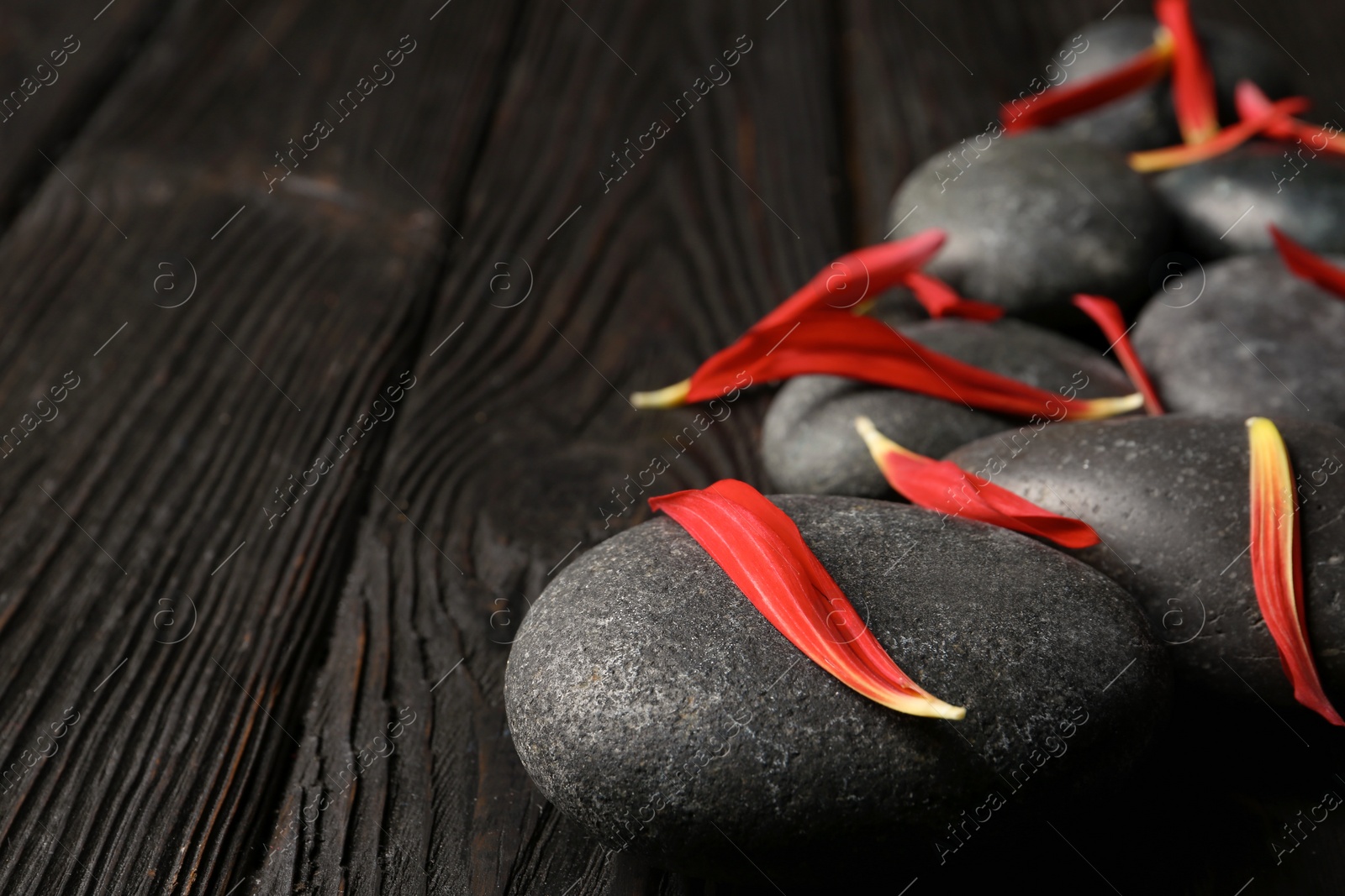 Photo of Spa stones and flower petals on wooden table, closeup. Space for text