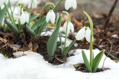 Photo of Beautiful blooming snowdrops growing outdoors, space for text. Spring flowers