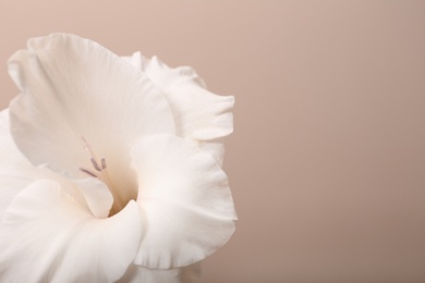 Photo of Beautiful gladiolus flower on beige background, closeup. Space for text
