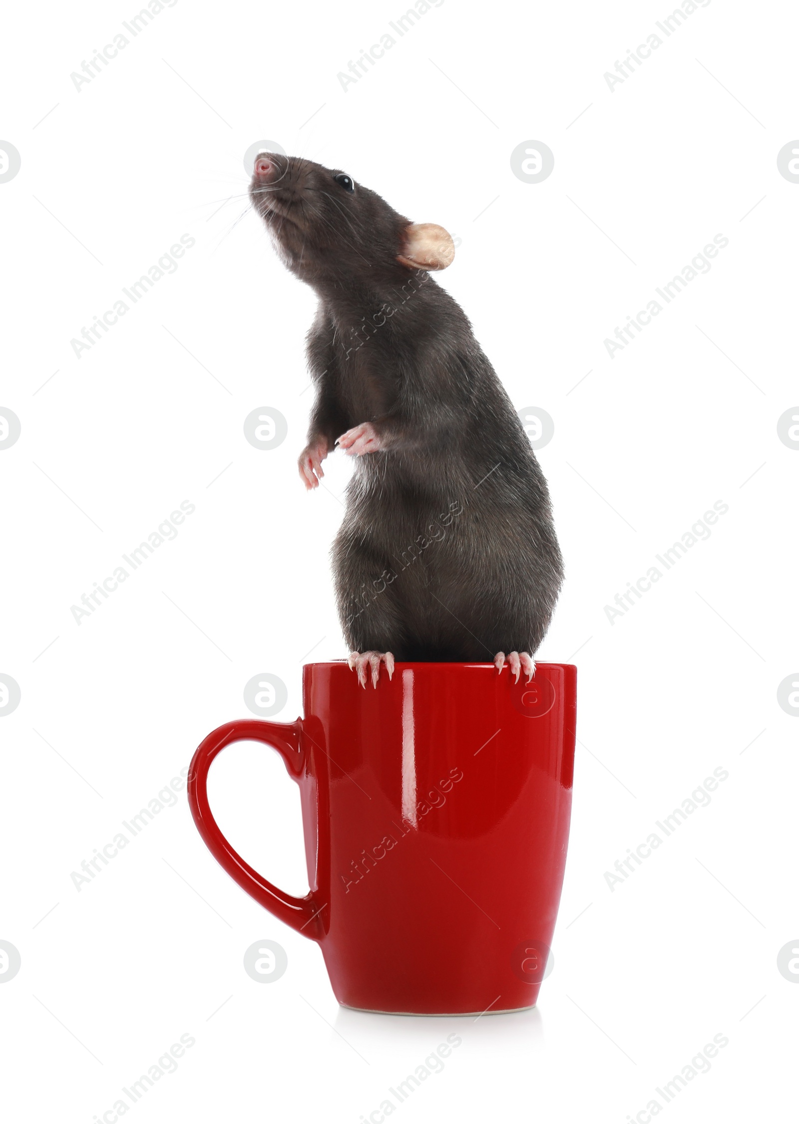 Photo of Cute little rat in cup on white background