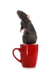 Photo of Cute little rat in cup on white background