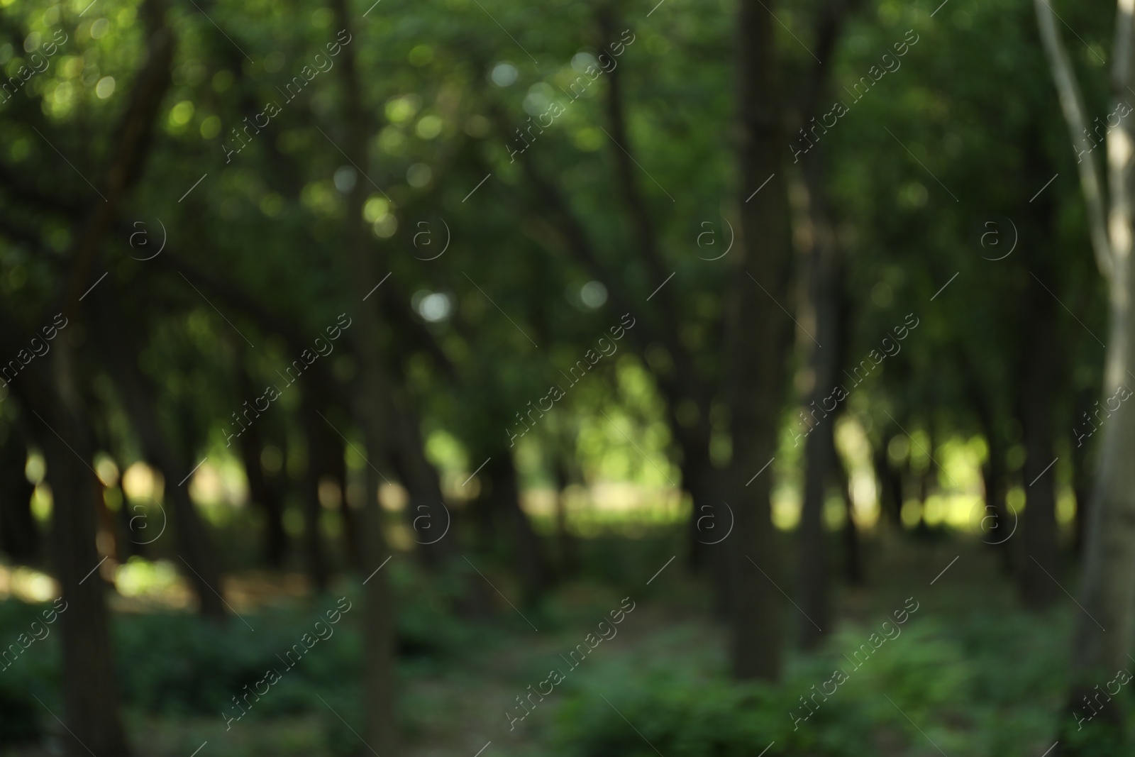 Photo of Blurred view of park with green trees