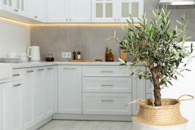 Photo of Beautiful potted olive tree in stylish kitchen