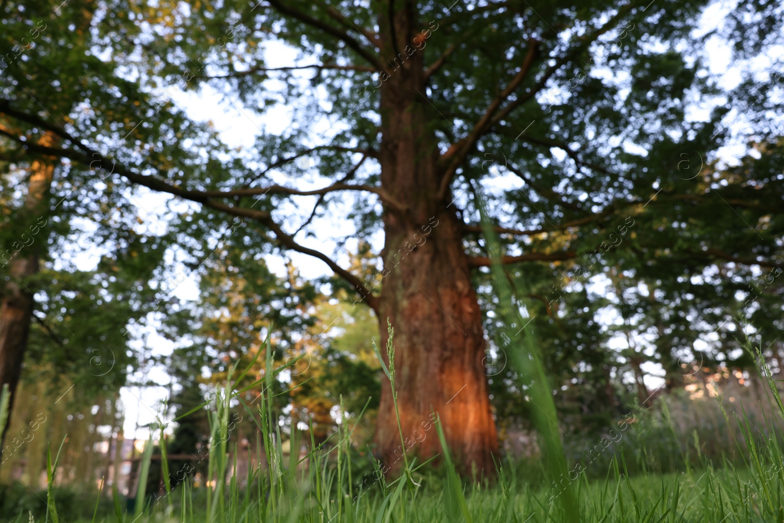 Photo of Beautiful tree with green leaves growing in park, low angle view