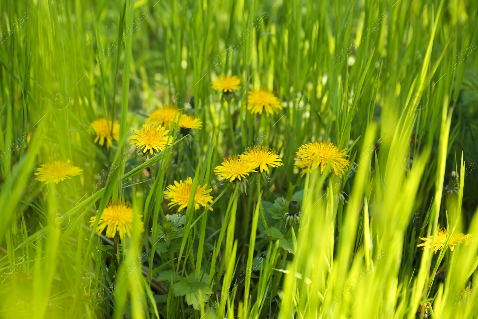 Photo of Many beautiful yellow dandelion flowers growing outdoors