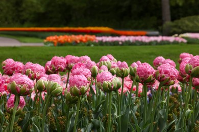 Photo of Many beautiful tulip flowers growing in park. Spring season