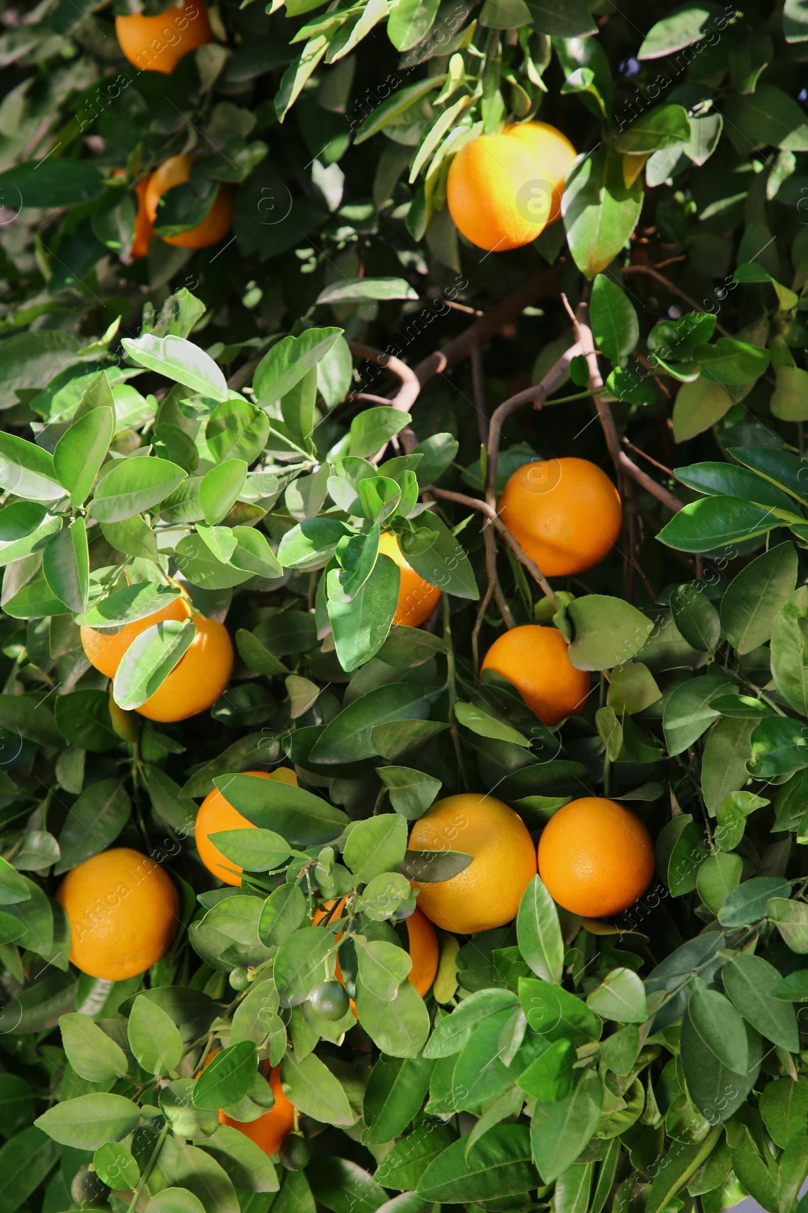Photo of Tree with fresh ripe oranges on sunny day