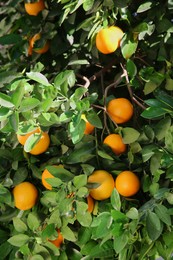 Photo of Tree with fresh ripe oranges on sunny day