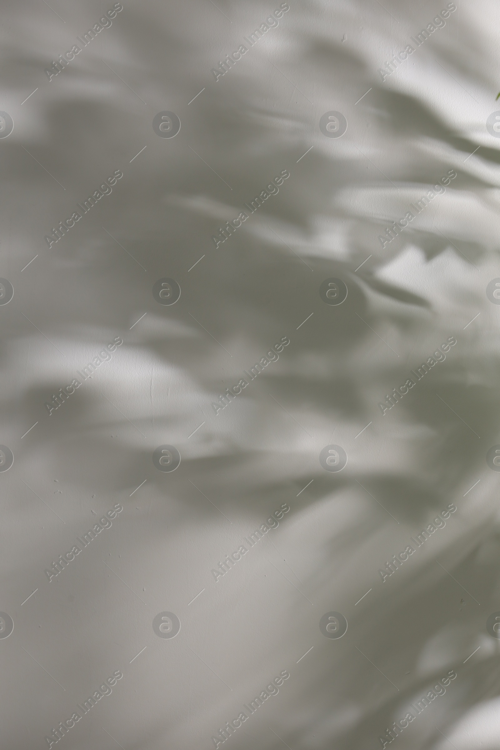 Photo of Shadow of plant falling on white wall