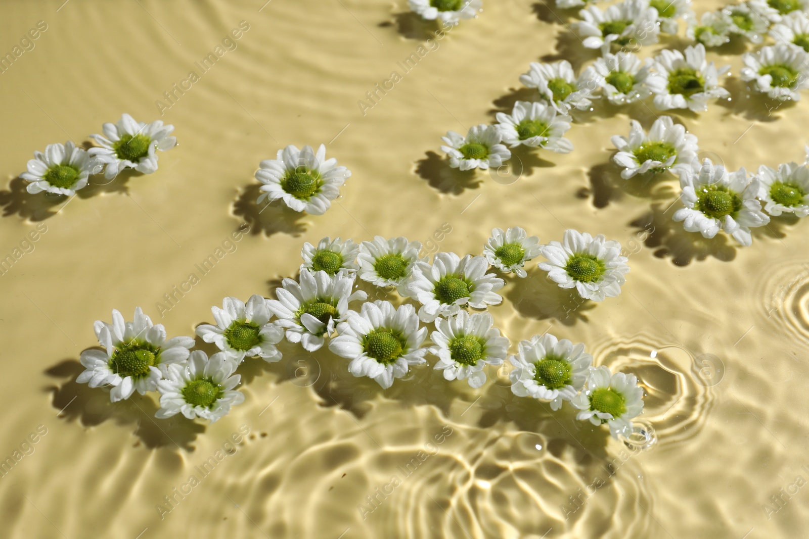 Photo of Beautiful chrysanthemum flowers in water on pale yellow background