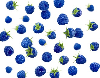 Many fresh blue raspberries falling on white background