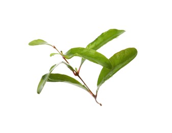 Photo of Pomegranate branch with green leaves on white background